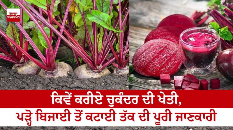  How to grow sugar beet