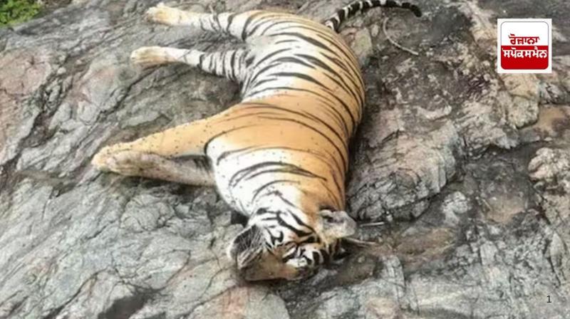 Karnataka : Two accused arrested for poisoning lioness and her four cubs