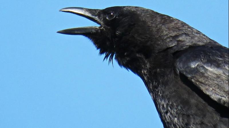 Poetic irony: Why the 'crow-crow' of crows?