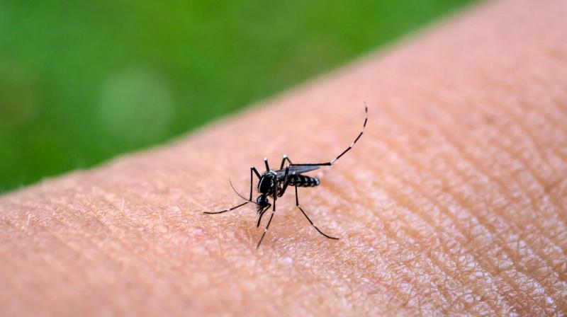 chikungunya mosquito