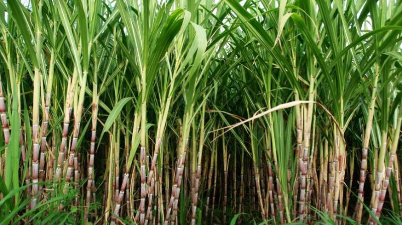 Sugarcane