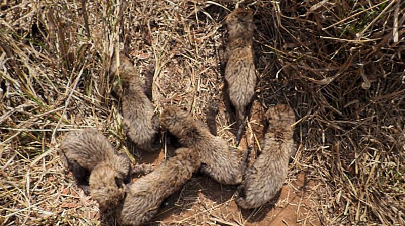 Sheopur: Six cubs of African cheetah 'Gamini' at the Kuno National Park, in Sheopur district, Madhya Pradesh. (PTI Photo)