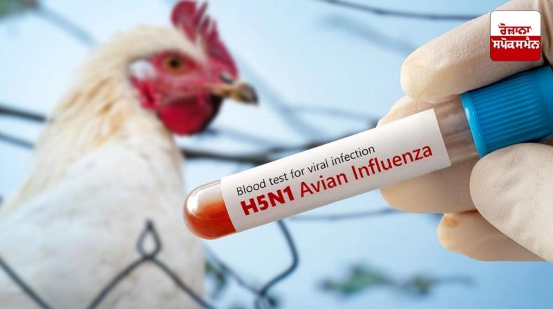 Chicken eaters beware! Center issues bird flu alert in 9 states including Punjab news in Punjabi 