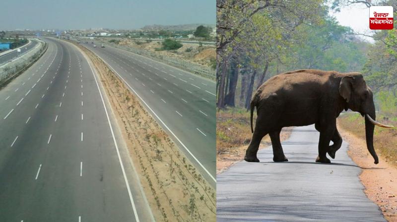 Punjab approves first wildlife corridor in Zirakpur Bypass project Latest News in Punjabi 