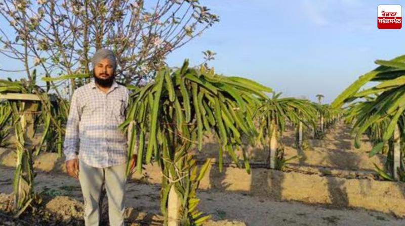 Now the Trend of Growing Dragon Fruit is Increasing in Punjab