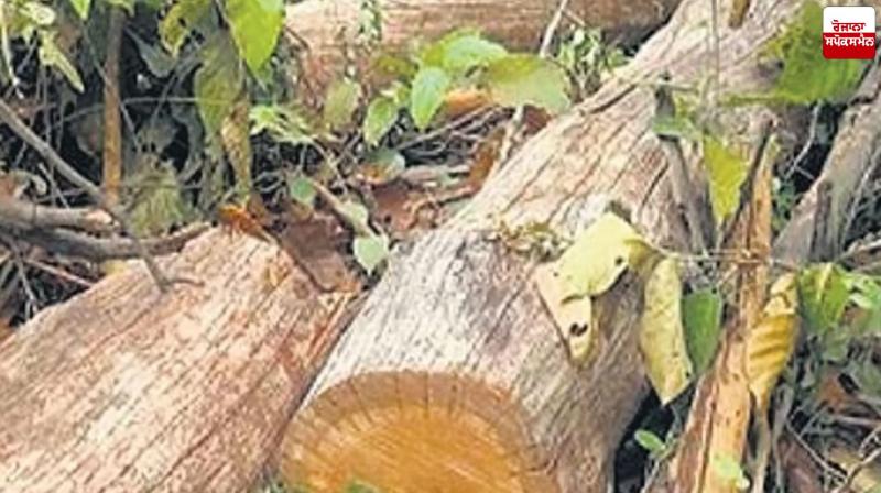 Fine of Up to Rs 10,000 Per Tree to be Imposed for Cutting Trees in Punjab Latest News in Punjabi 