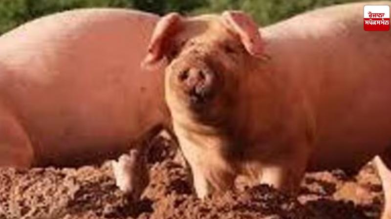 Five cases of African swine fever reported in Nawanshahr Latest News in Punjabi 