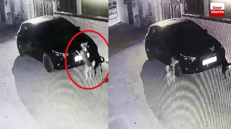 Dog Scratches Car Madhya Pradesh News in punjabi 