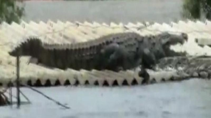 crocodile spotted on roof of submerged housein flood hit karnataka