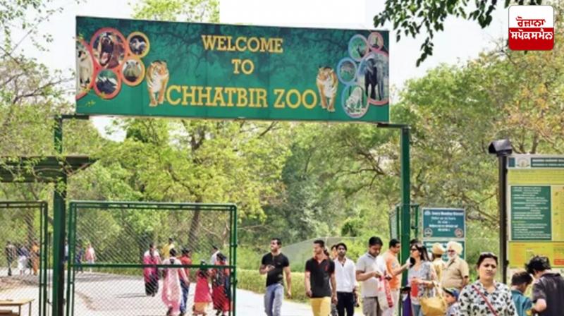 Two baby tigers become part of Chhatbir Zoo Latest News in Punjabi 