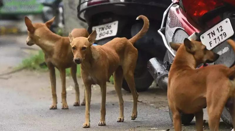  In front of the mother, the dogs nibbled and ate the innocent, the intestines came out