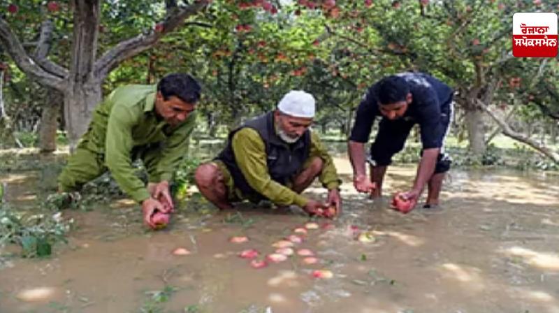 Floods destroy paddy and apple crops in south Kashmir
