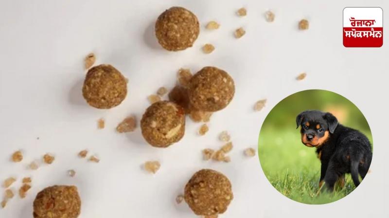 Poisoned laddoos fed to 22 puppies in Zirakpur