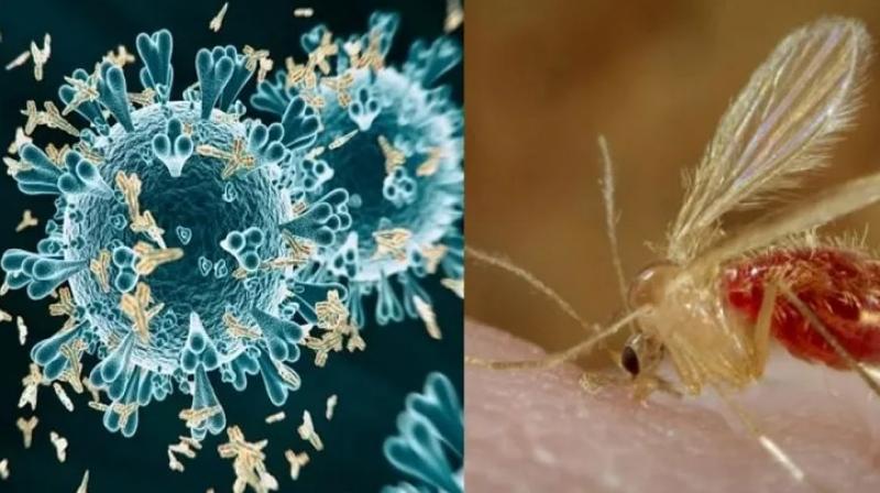 Chandipura Virus: Dangerous virus rages in Gujarat, 4 children die