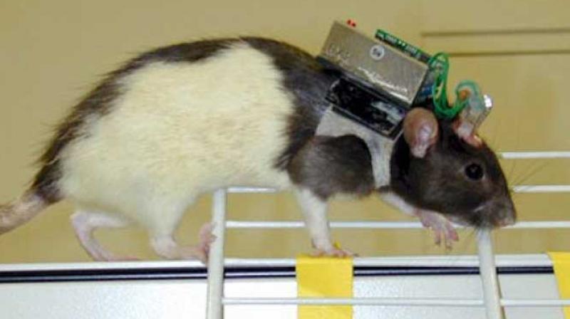 'Rats' will join the Indian Army: DRDO's project will become a call for enemies...