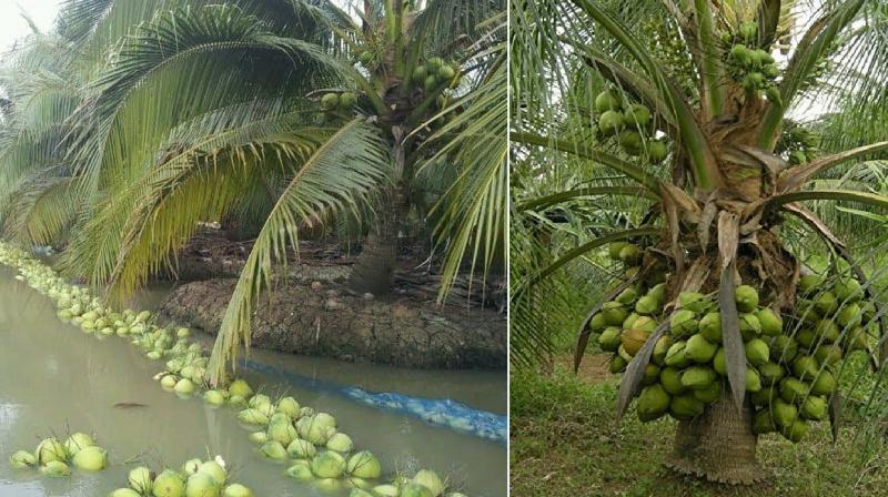 Coconut Agriculture