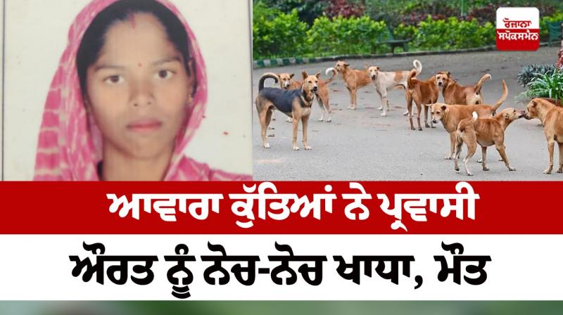 Stray dogs devoured the migrant woman Sultanpur Lodhi news in punjabi 