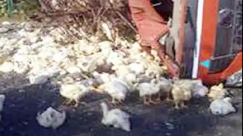 3400 chickens died due to collision with a truck pole Haryana News in punjabi 