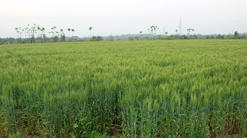 Punjab agriculture department launched