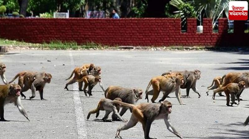 Mohali langurs noises News in punjabi 