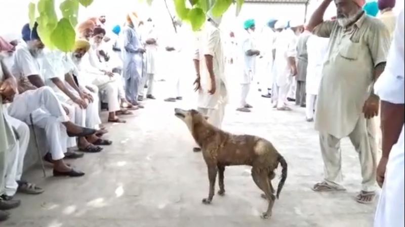 This dog became an example of loyalty 