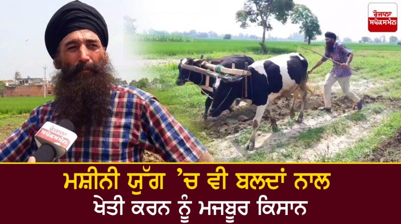 Farmers are forced to cultivate with oxen