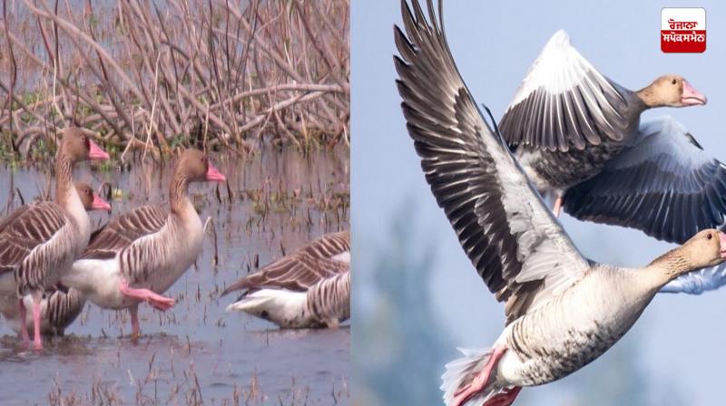The Number of Migratory Birds in Keshopur Chhambh has Crossed 13,000 Latest News in Punjabi