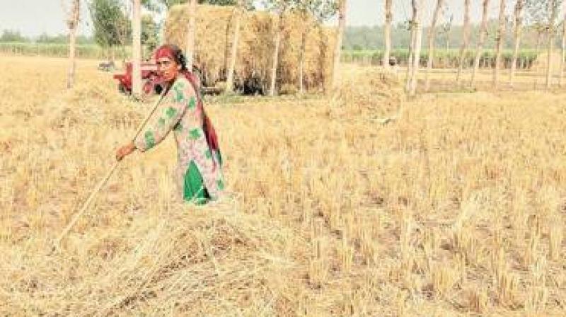 200 biomass was to be installed by the Congress government for the disposal of straw