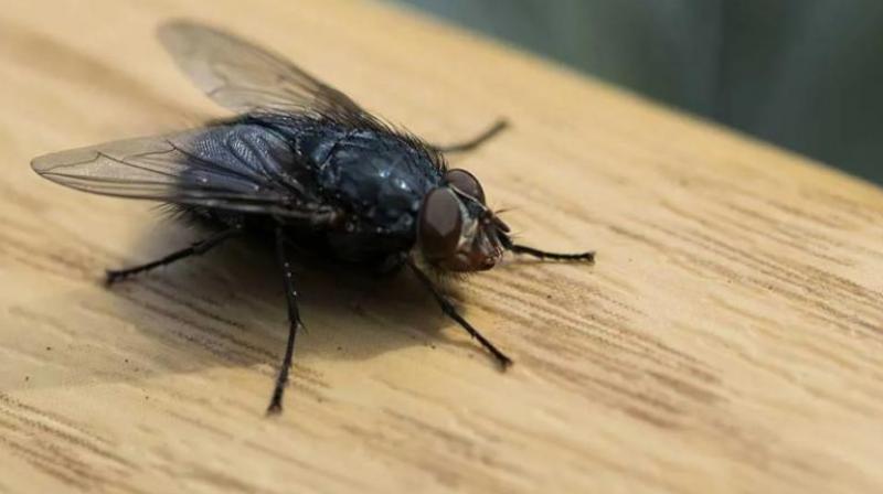 Follow these home remedies to get rid of flies