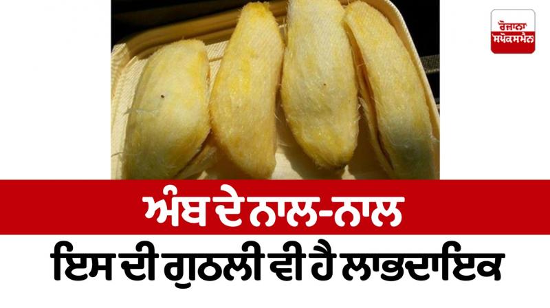 Along with mango, its kernel is also useful Health News