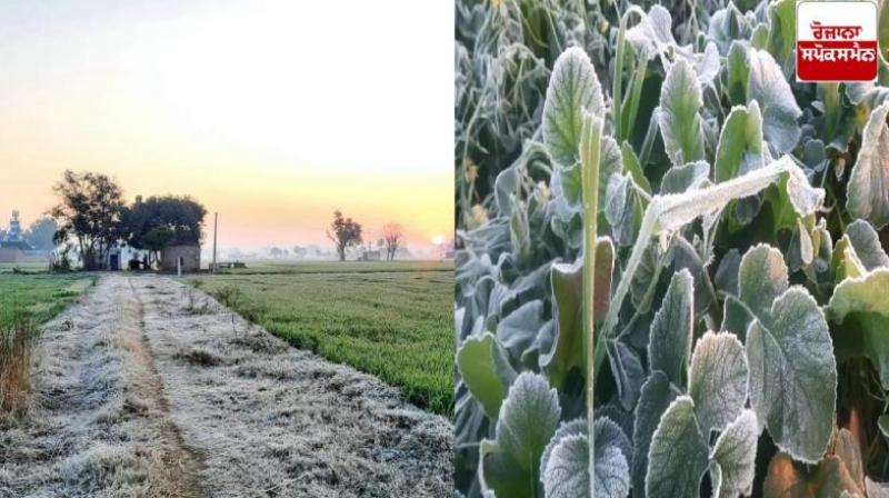 Farmers save potatoes, mustard, pulses and vegetables from fog in this way