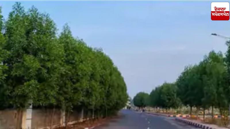 50 thousand poisonous trees planted on roads in Madhya Pradesh