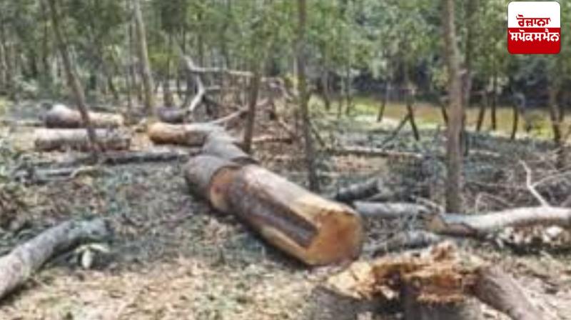 Uttarakhand government officials summoned over illegal felling of trees