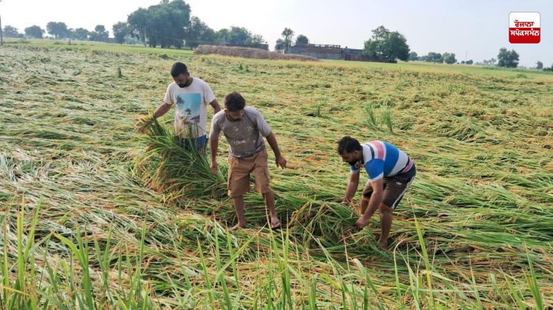 Heavy damage to paddy crop due to strong winds and unseasonal rains