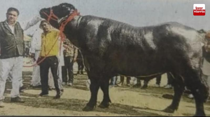 15 crore rupees buffallow, name vidhayak ji