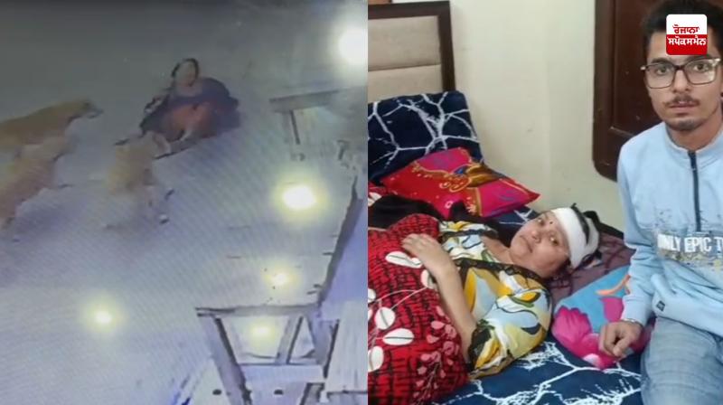 A woman walking on Gurdwara Road in Malout was bitten by stray dogs, seriously injured