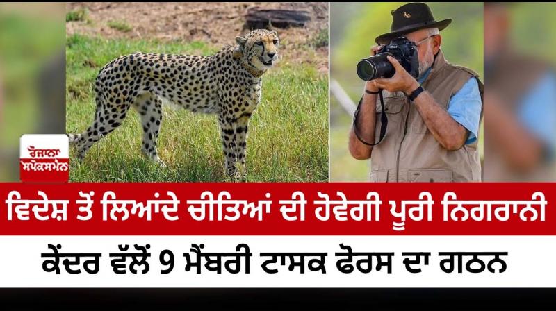 9-member task force to monitor cheetahs in MP’s Kuno National park