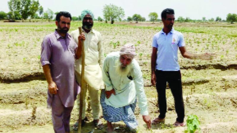 Farmers Showing Cotton Crops