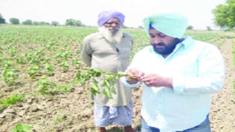Farmer Giving Information About Cotton