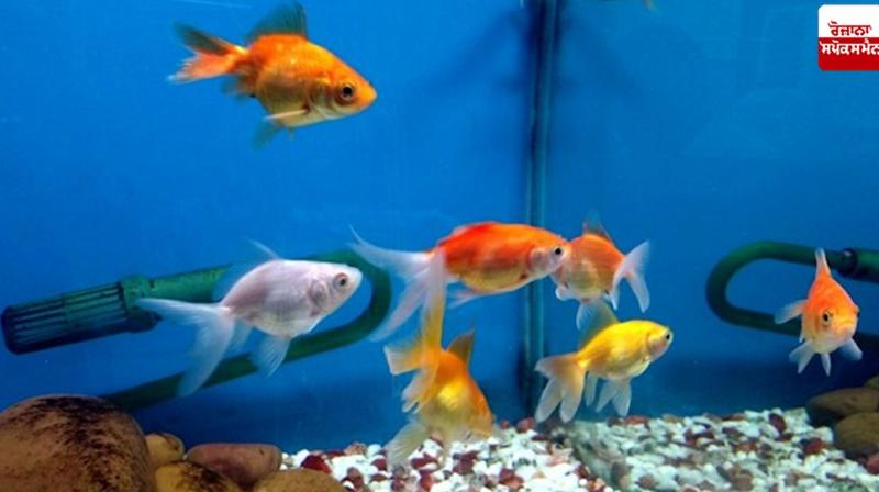Some tips for successful production of ornamental fish