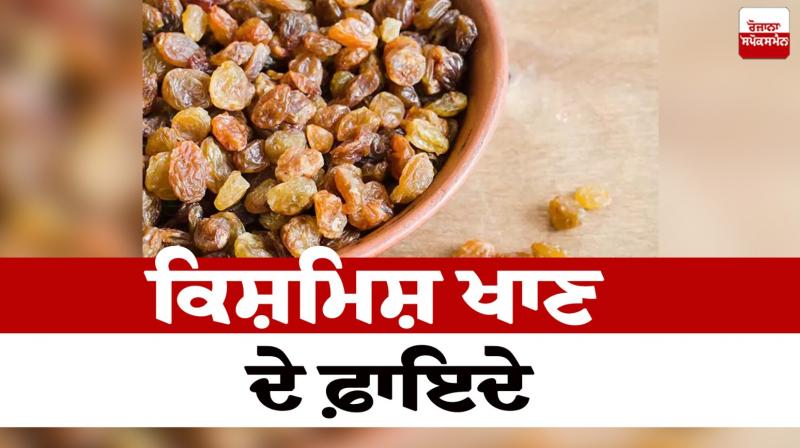 Benefits of eating raisins Health News in punjabi 