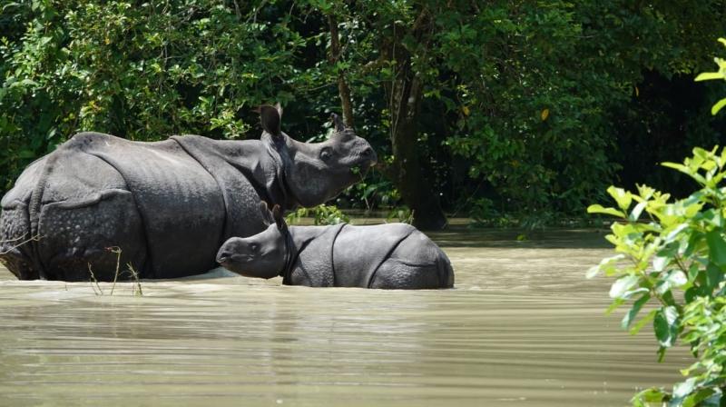 Floods kill 108 animals in Assam