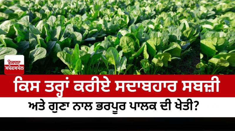 How to grow spinach, an evergreen vegetable and rich in quality?