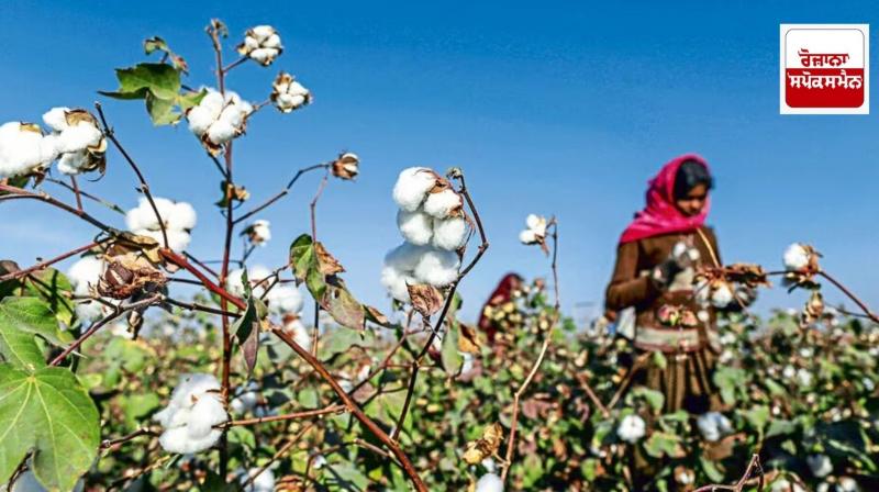 Cotton production and procurement decline in Punjab, Haryana