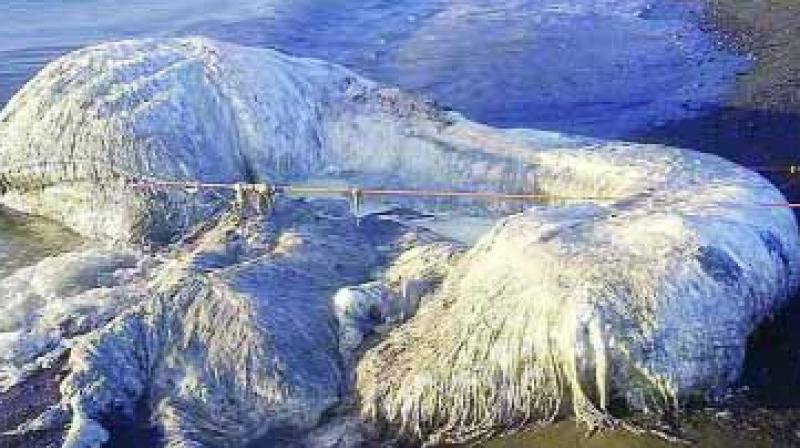  20 feet long mysterious creatures