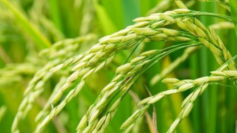 Paddy purchase of 3486102 metric tonnes in the state