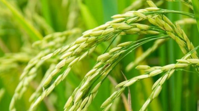 7620555 metric tonnes of paddy has procured in the state