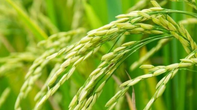 Paddy procurement of 15037085 metric tonnes in the state