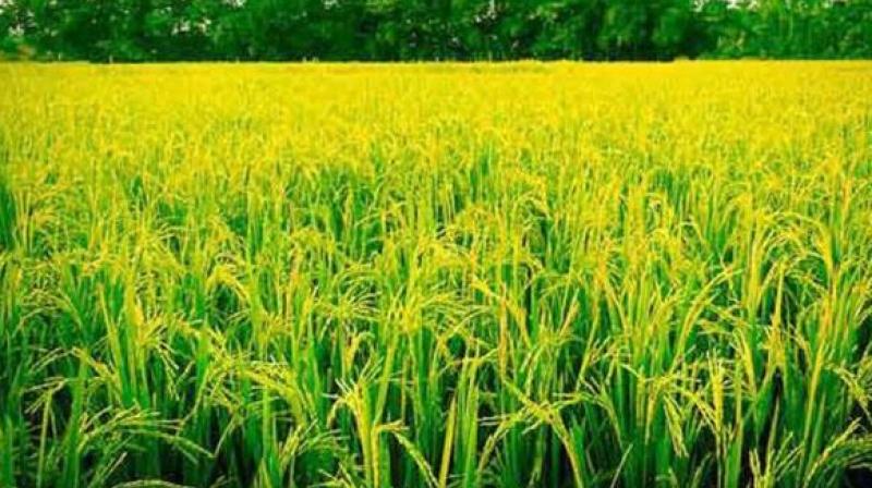 Paddy procurement of 160.31 lakh metric tonnes in the state