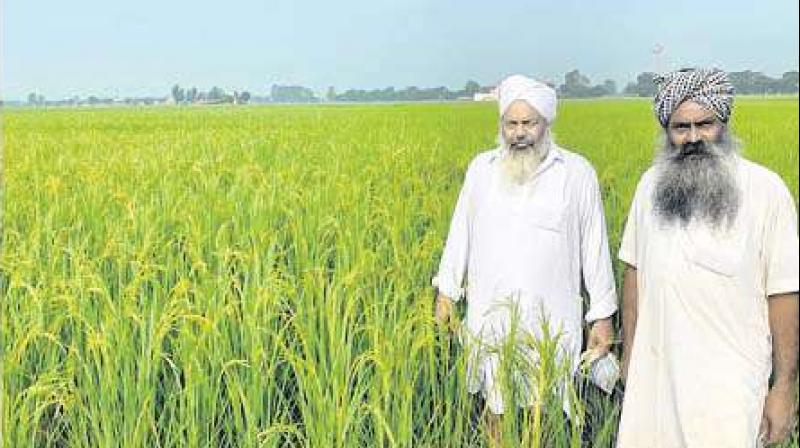 Kissan, Surjit Singh